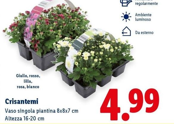 Crisantemi