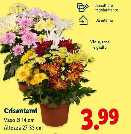 Crisantemi