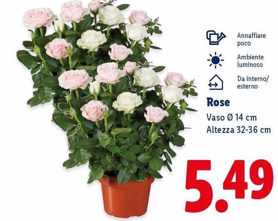 Rose