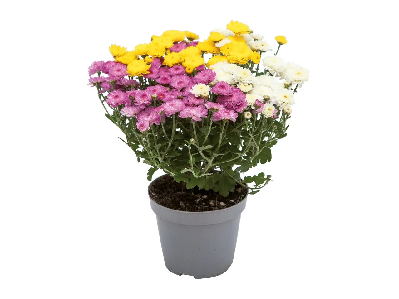 Crisantemo margherita