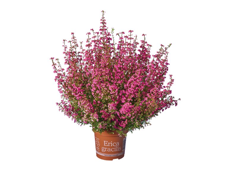 Erica Gracilis