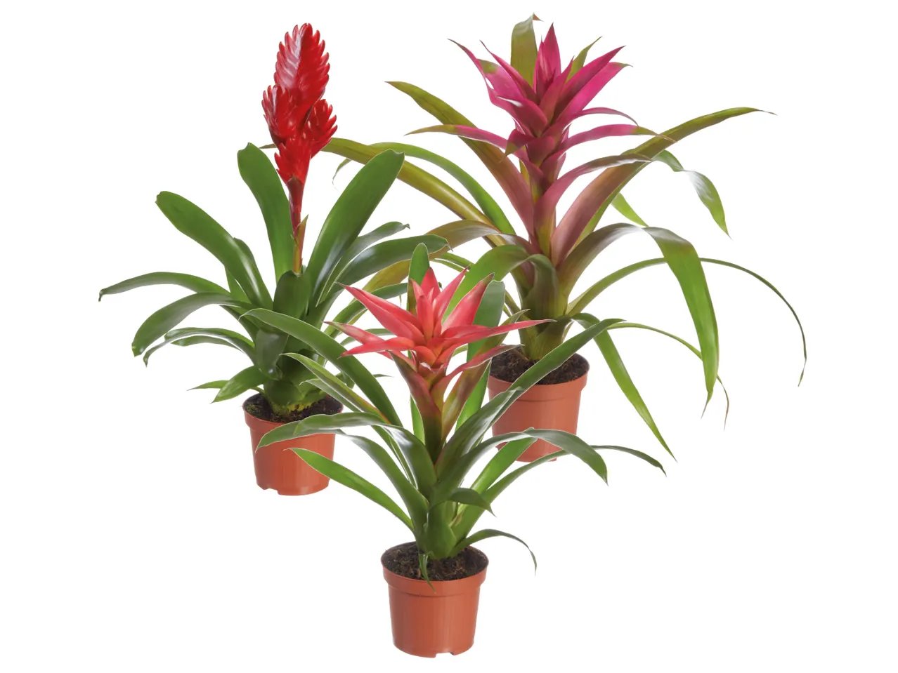 Bromelia