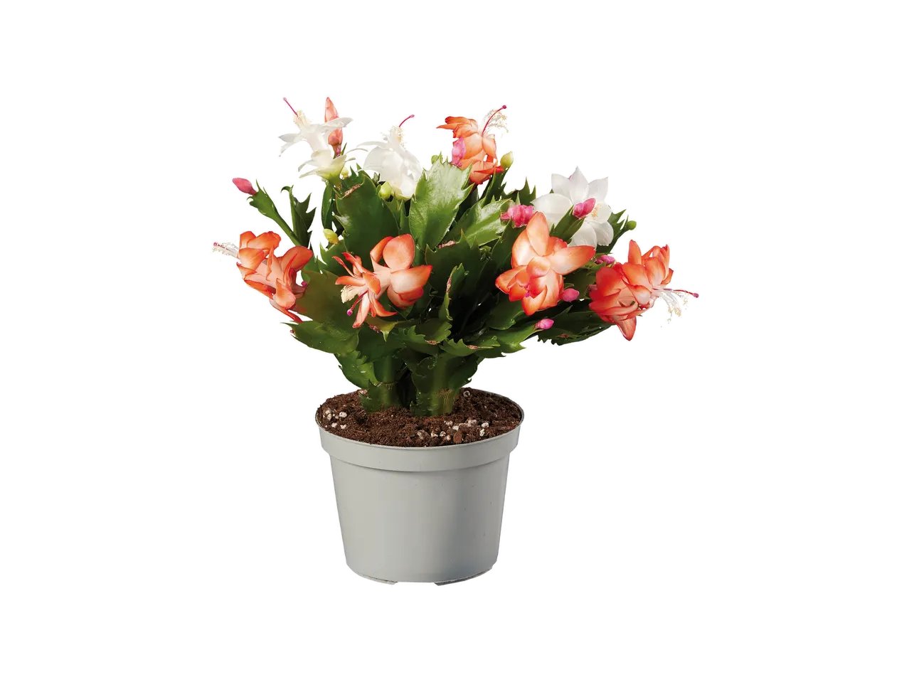 Schlumbergera