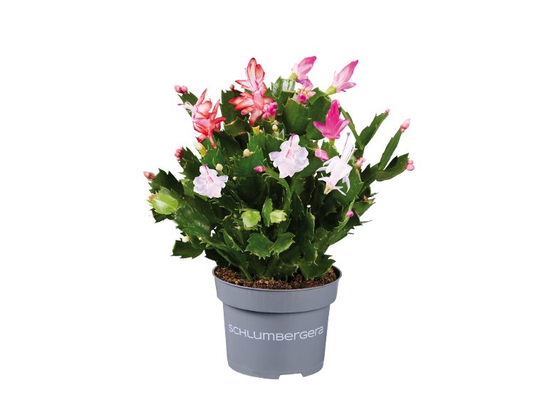 Schlumbergera