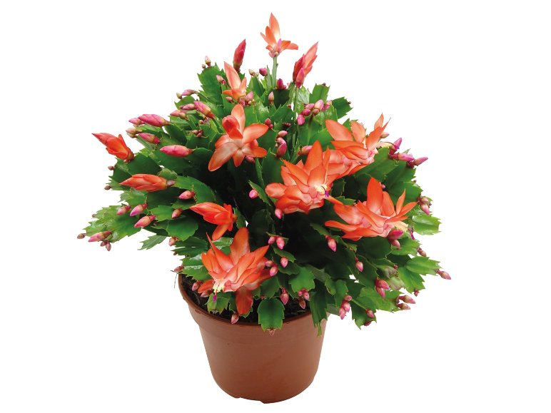 Schlumbergera