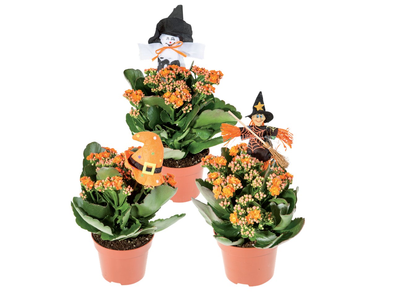Kalanchoe Calandiva di Halloween