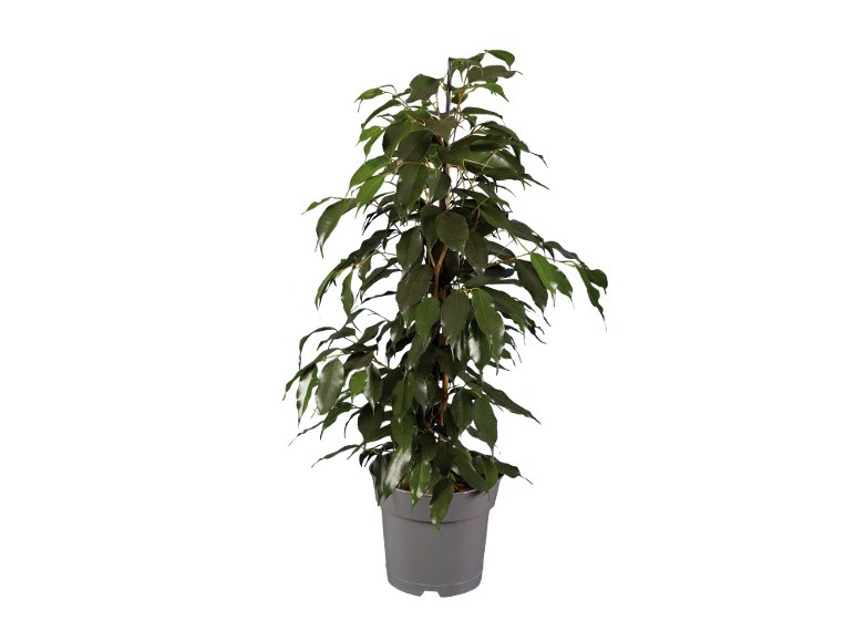 Ficus mix