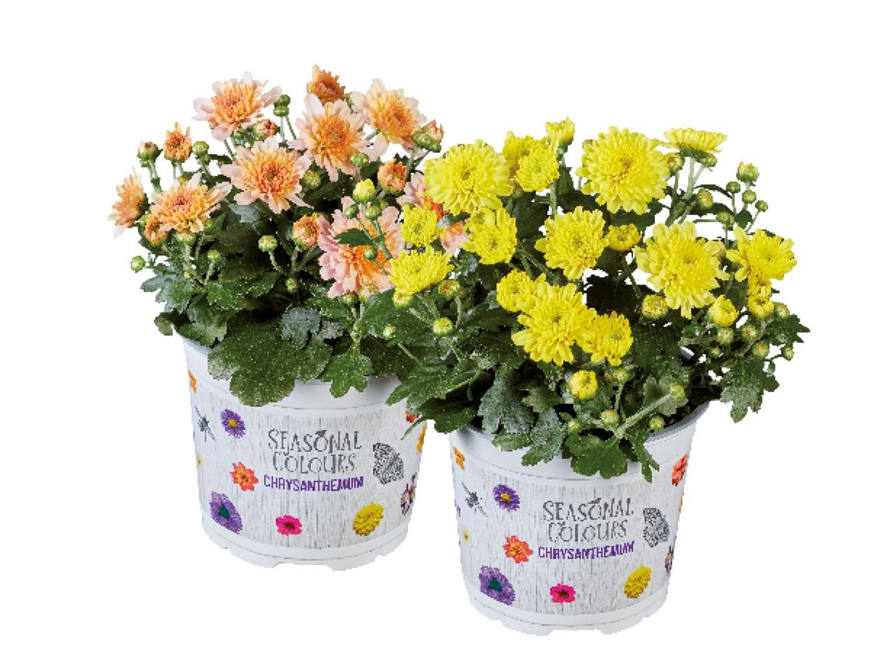 Crisantemi Multiflora