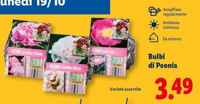 Bulbi Di Peonia