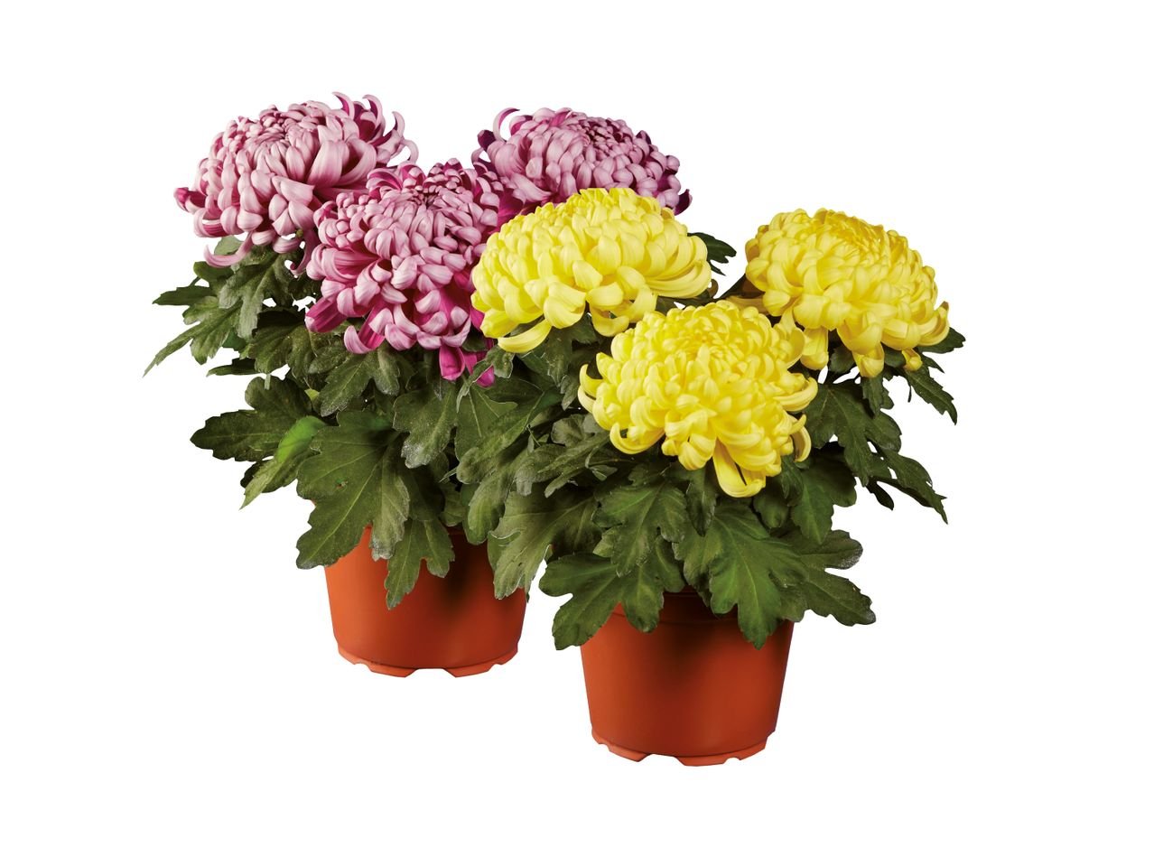 Crisantemi decorativi
