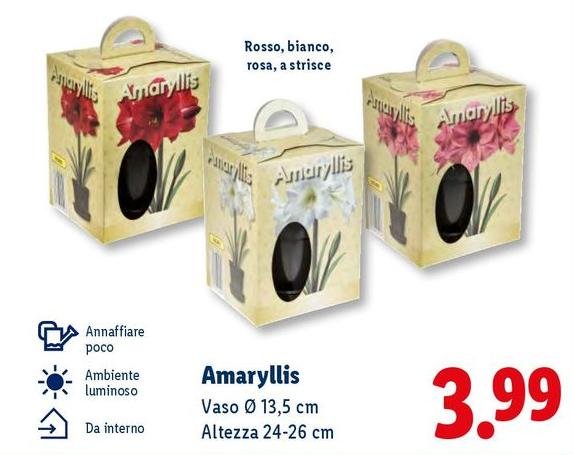 Amaryllis