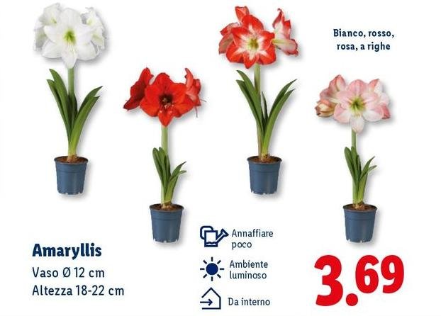 Amaryllis