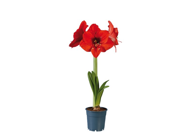 Amaryllis