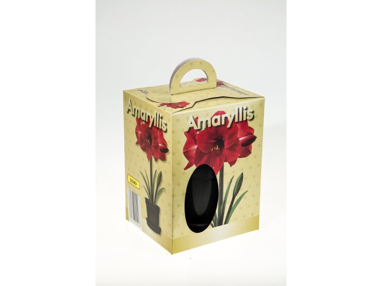 Amaryllis