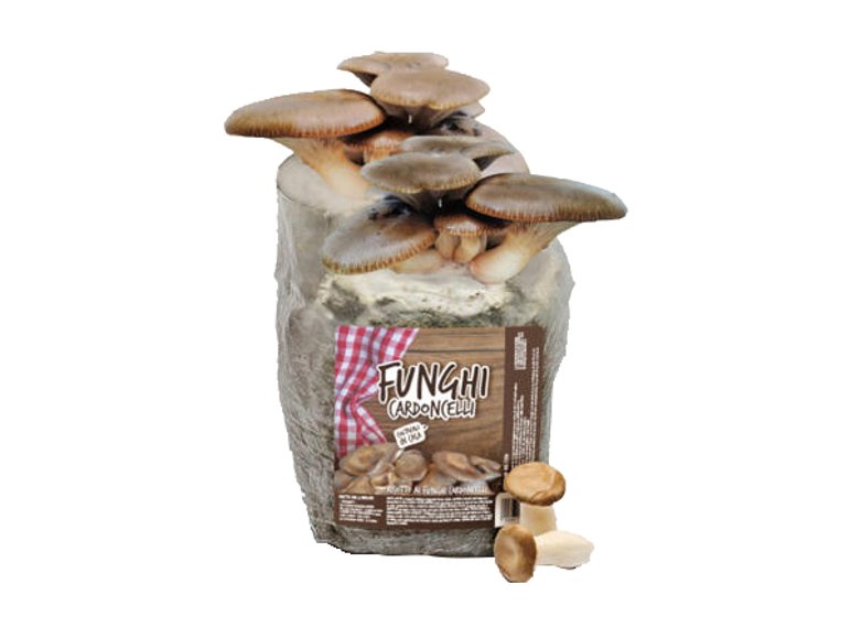 Kit coltivazione funghi