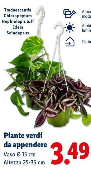 Piante Verdi Da Appendere