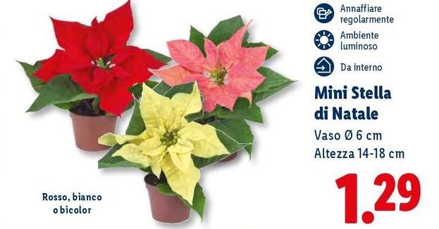 Mini Stella Di Natale