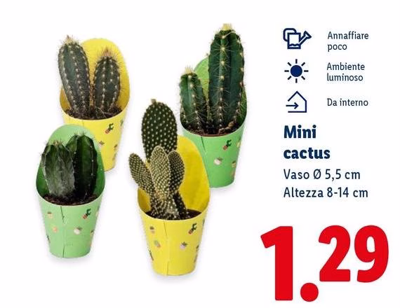 Mini Cactus