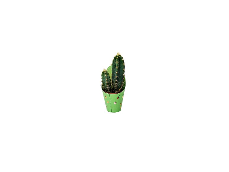 Mini Cactus