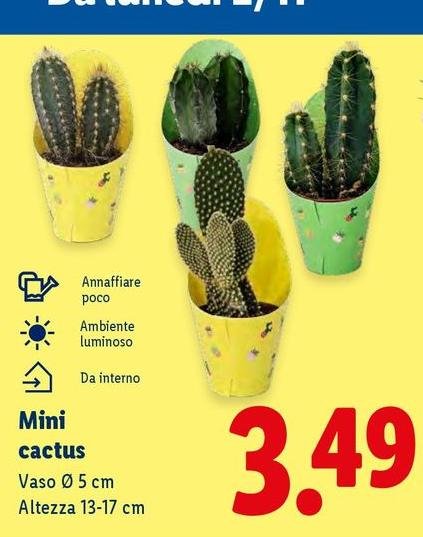 Mini Cactus