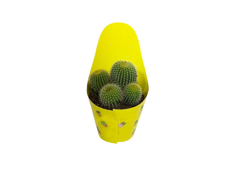 Mini Cactus