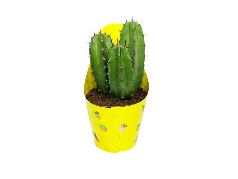 Mini Cactus