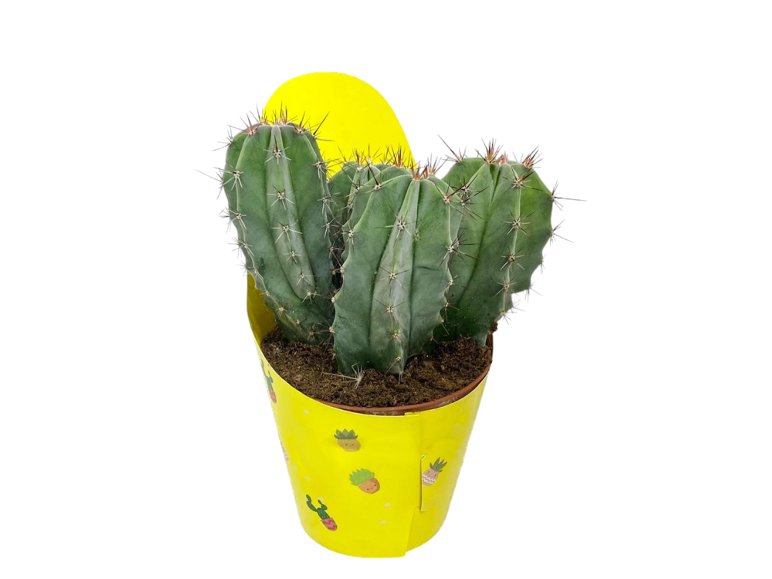 Mini Cactus