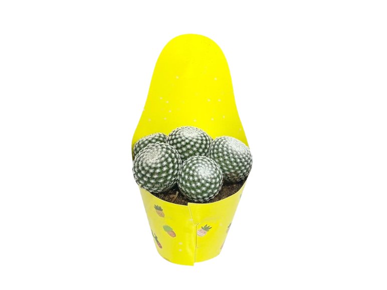 Mini Cactus
