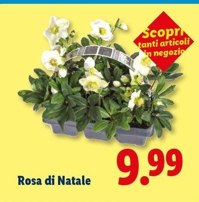 Rosa Di Natale