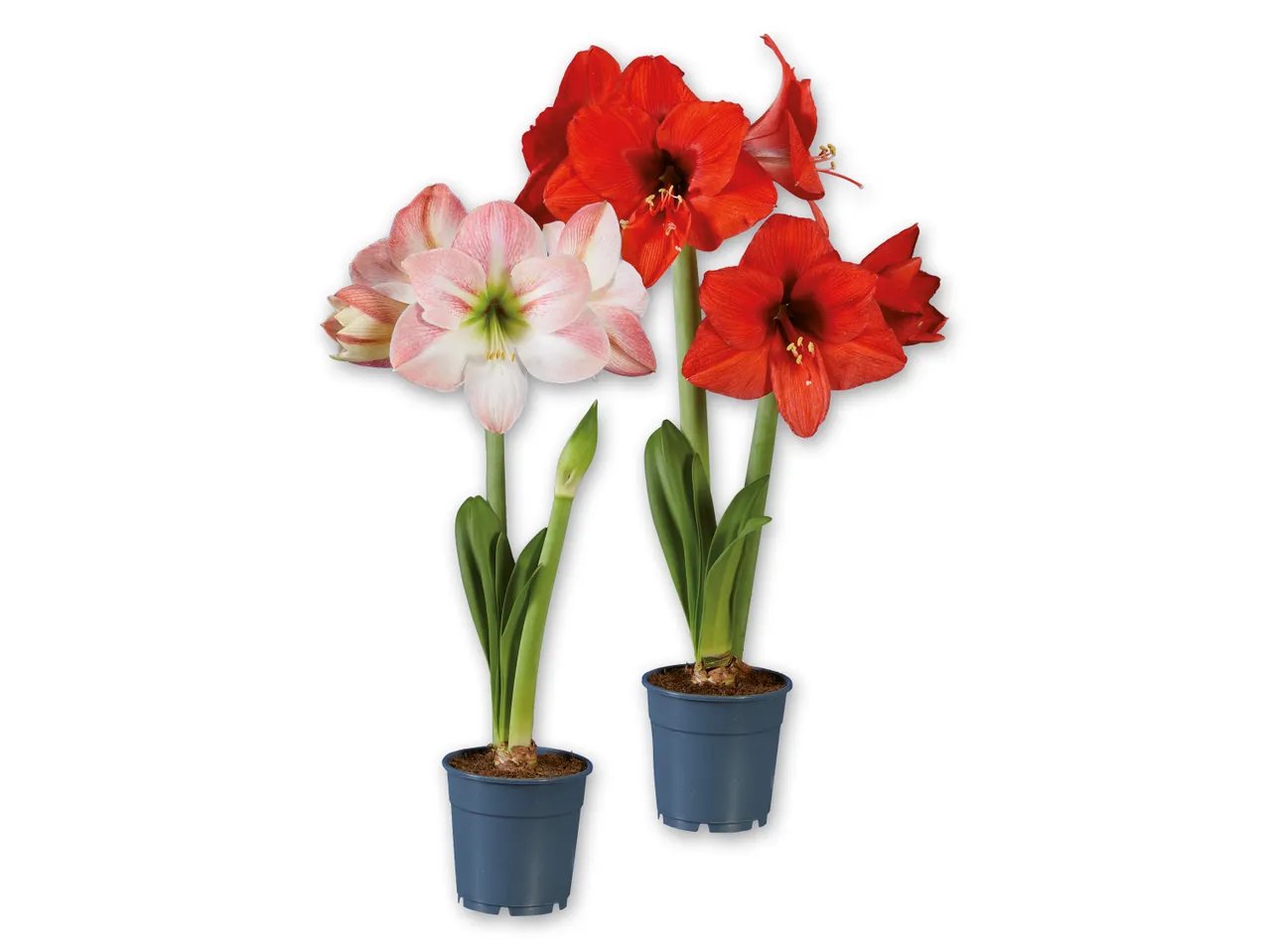 Amaryllis, 2 steli