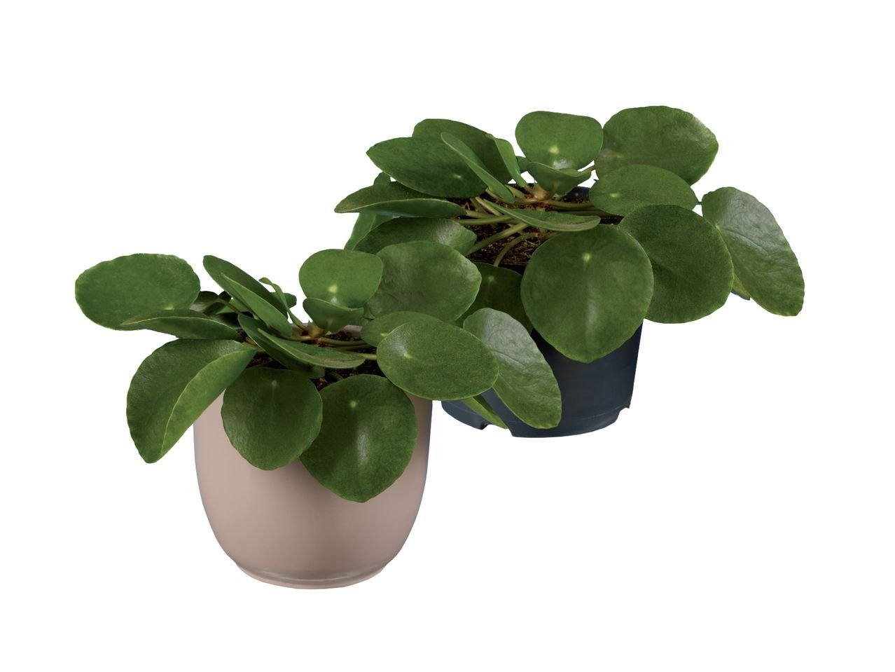 Pilea "Pancake"