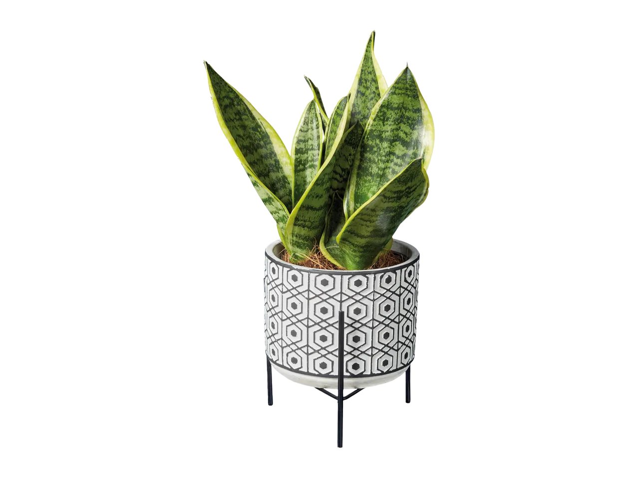 Easy-Care Black&White