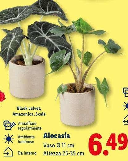 Alocasia