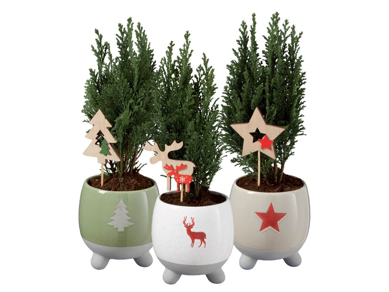 Conifere Ellwoodi in vaso di Natale