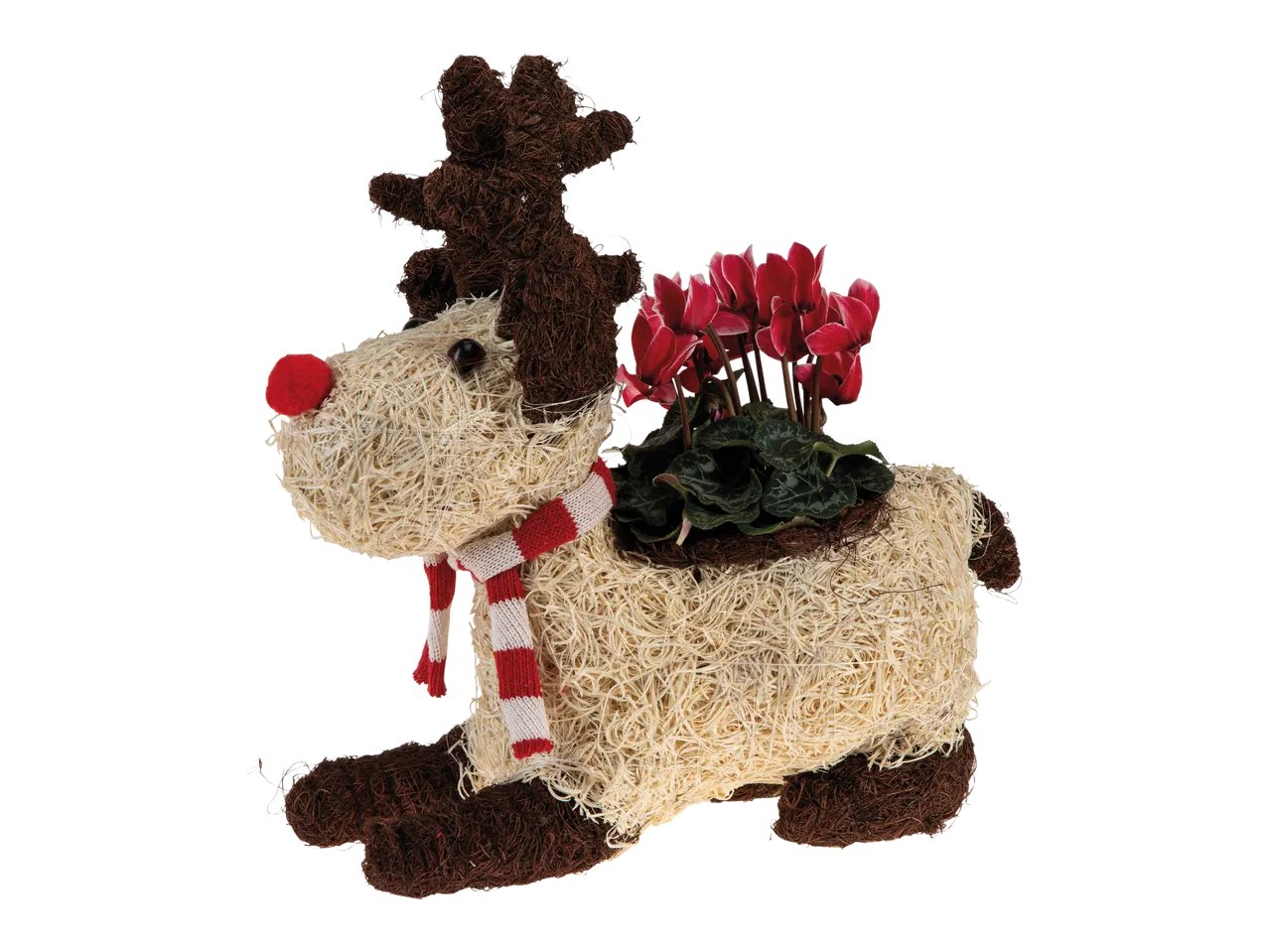 Composizione natalizia a forma di renna