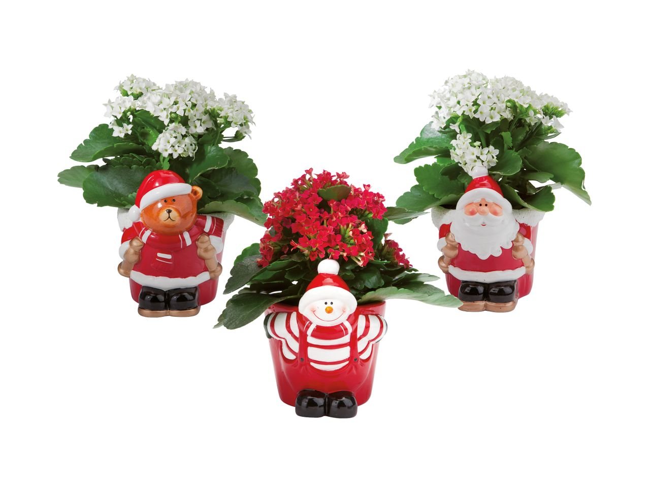 Figure natalizie di ceramica con Kalanchoe