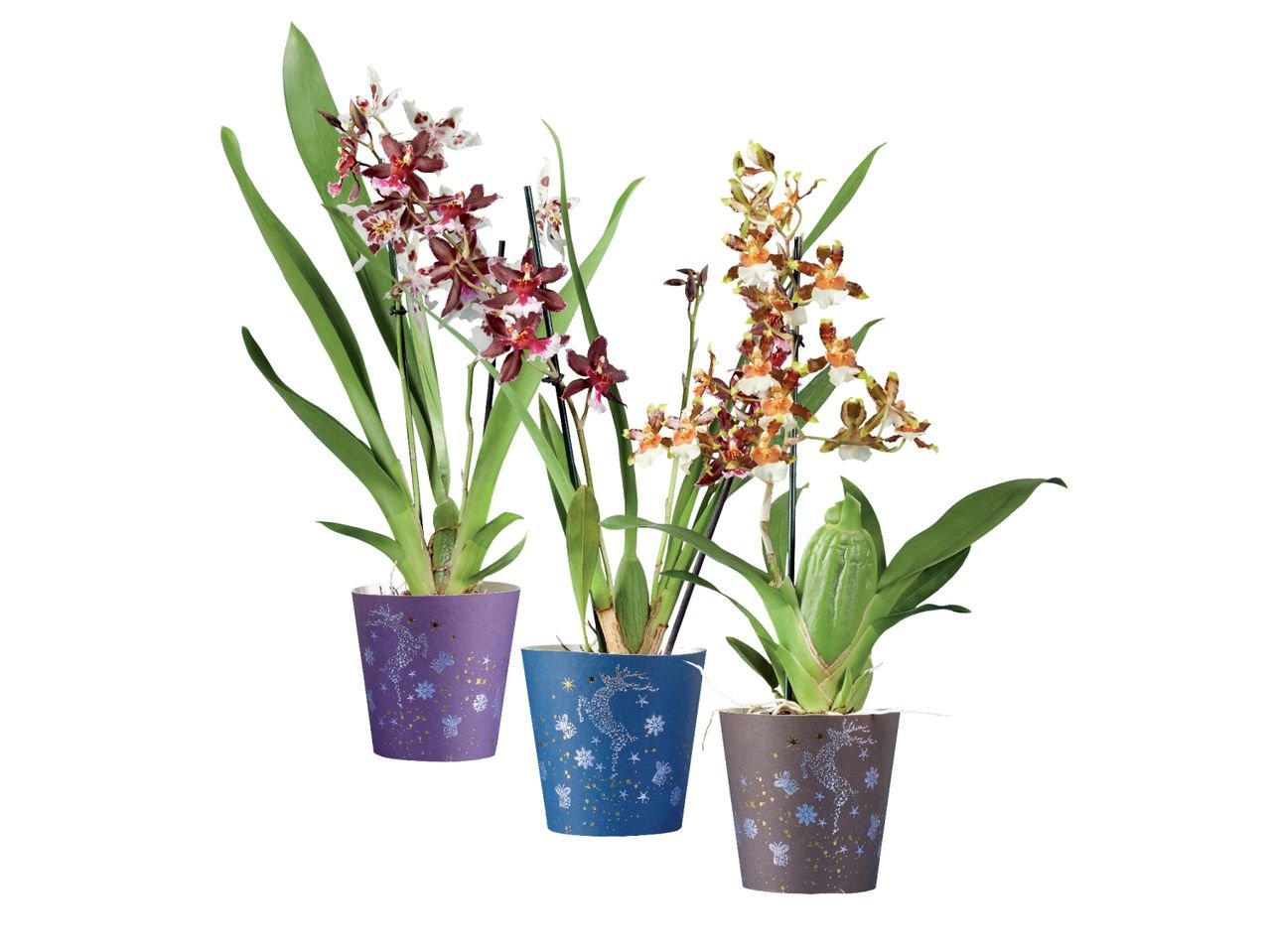 Orchidea/ Phalaenopsis