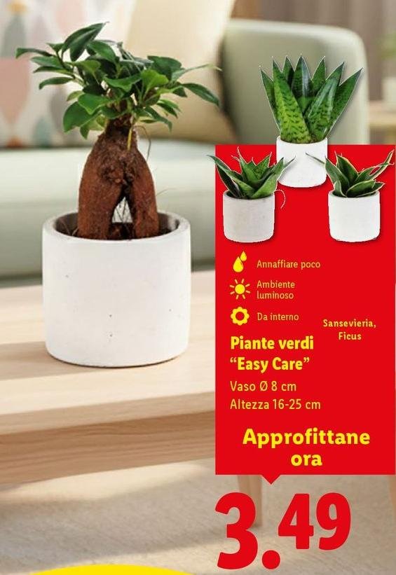 Piante Verdi "Easy Care"