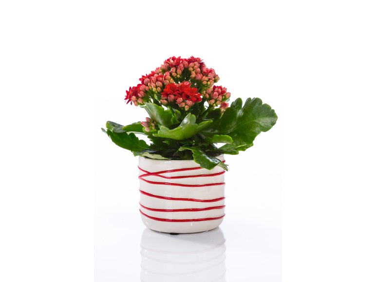 Mini piantine fiorite