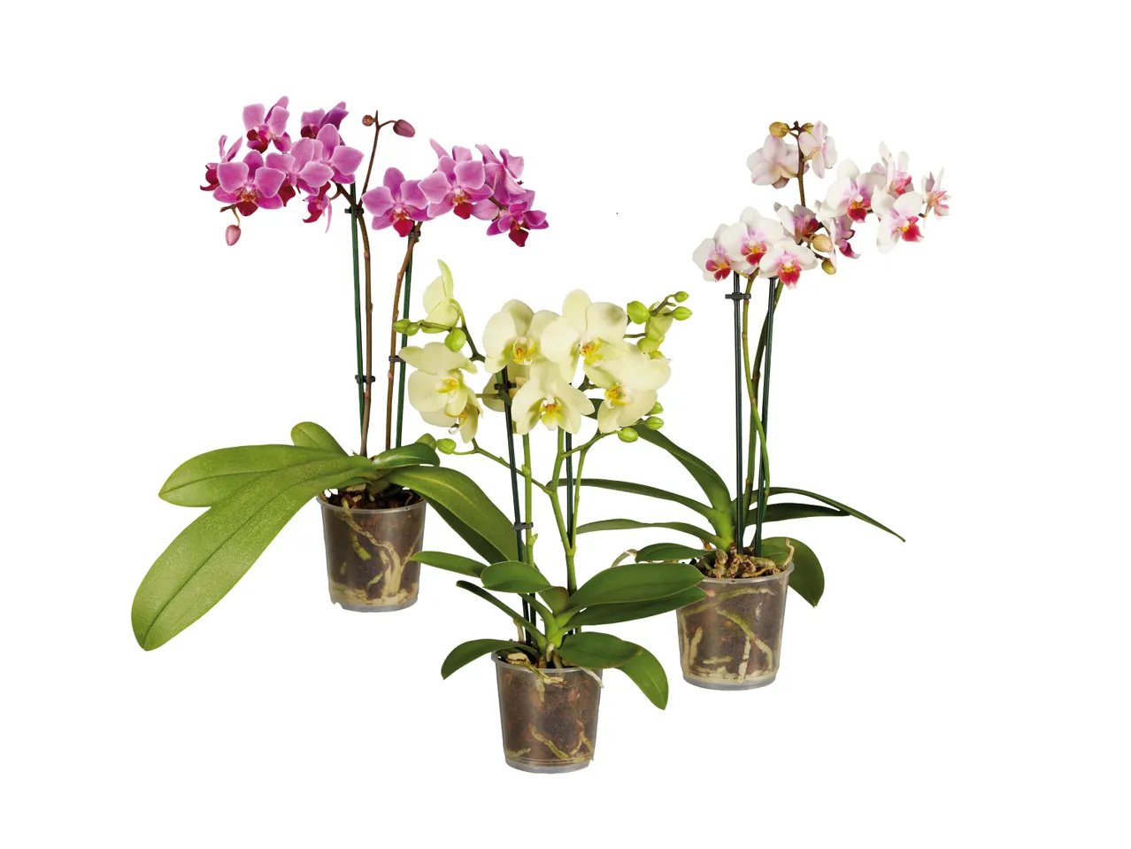 Phalaenopsis Midi