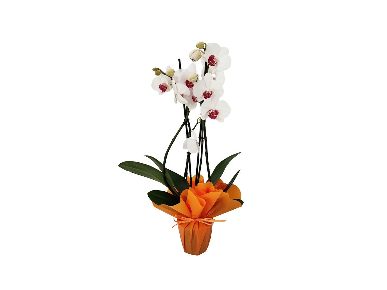 Phalaenopsis maxi, 2 steli