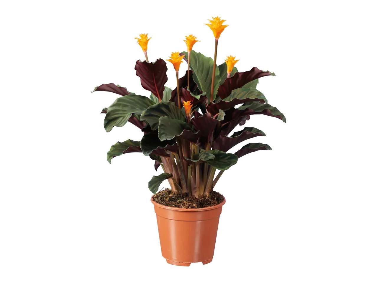 Calathea, Calla, Anthurium