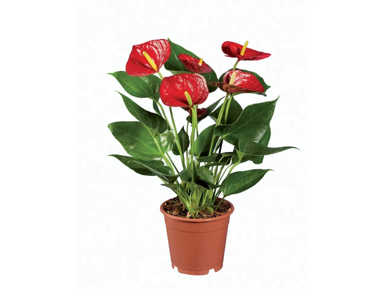 Anthurium Andraeanum