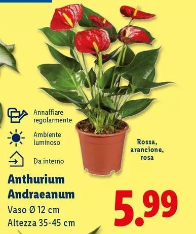 Anthurium Andraeanum