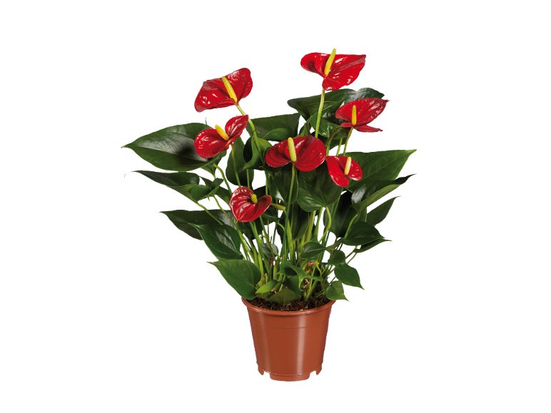 Anthurium Andraeanum