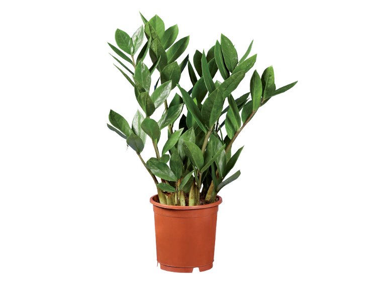 Zamioculcas