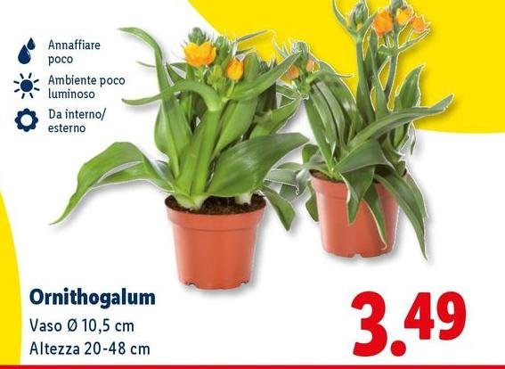 Ornithogalum
