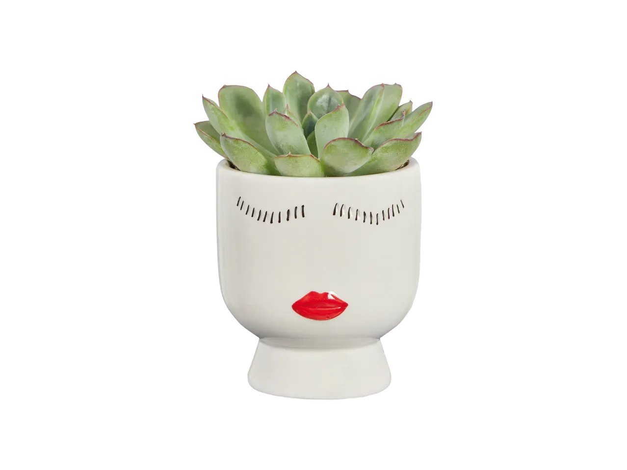 Succulente In Vaso Magnetico