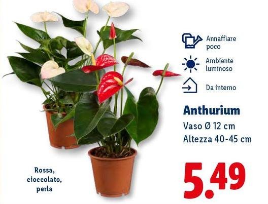 Anthurium