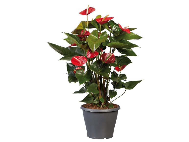 Anthurium